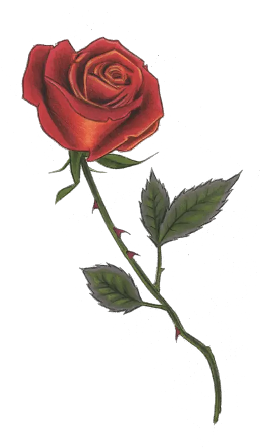 Rose Stem Tattoo Red Rose With Thorns Tattoo Png Thorn Png