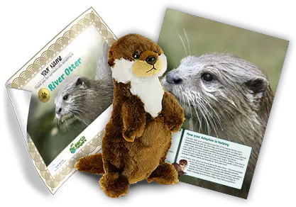 Protecting River Otters Sea Otter Png Otter Png