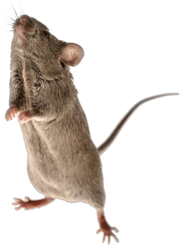 Mouse Animal Png Brown Rat Mouse Animal Png