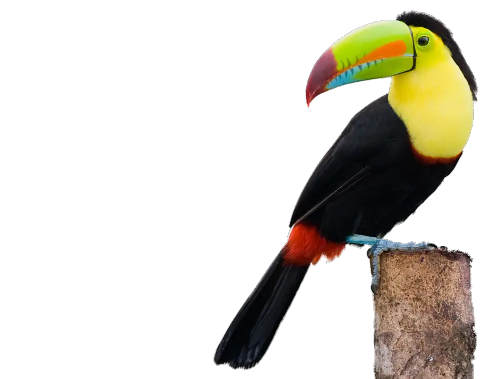 Download Toucans Clip Free Stock Keel Billed Toucan Png Toucan Png