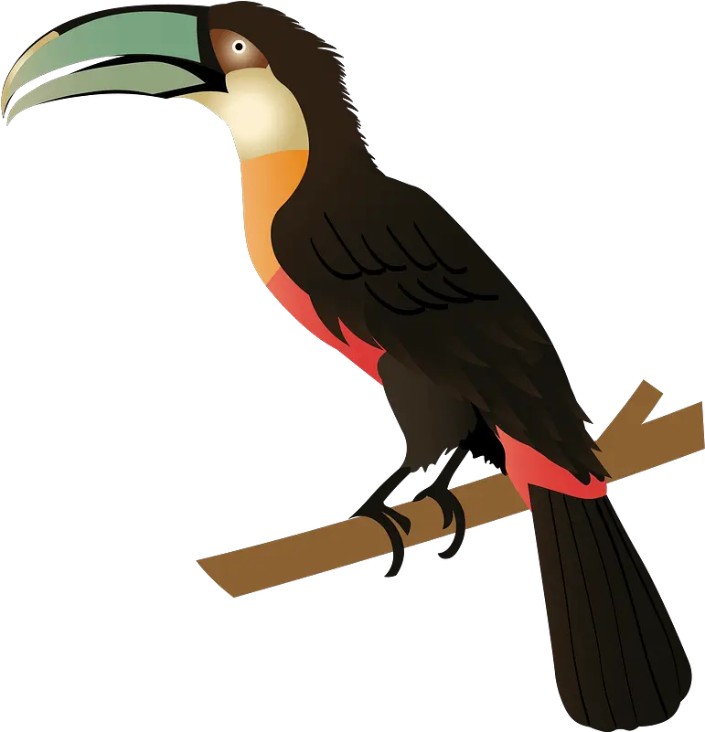 Red Billed Toucan Clipart Free Download Transparent Png Hornbill Toucan Png