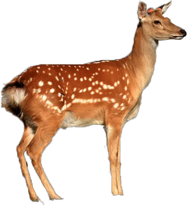 Deer Png Images Whote Tailed Deer Png Deer Png