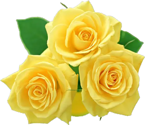 Download Free Yellow Rose Icon Favicon Freepngimg Png