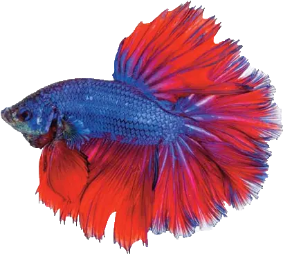 Tropical Coldwater Fish Png Bowl Transparent Background