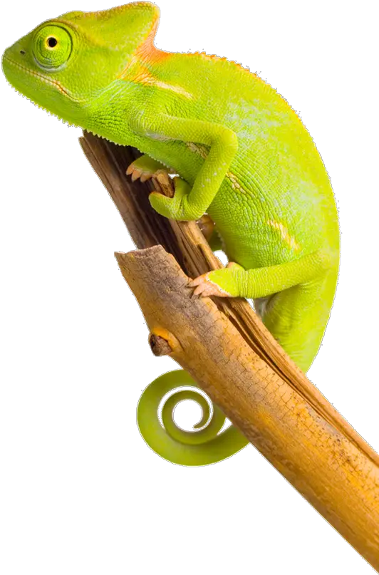 Download Free Png Chameleon Image Ha Ha Ha Arabic Chameleon Png