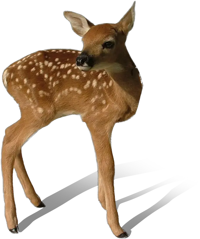 Transparent Deer Png Mart Transparency Animal Deer Head Png