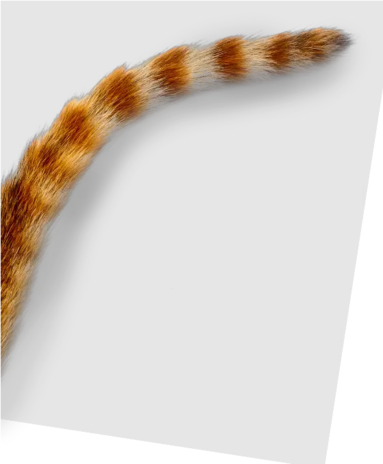 Cat Tail Png Images In Collection Transparent Cat Tail Png Tail Png