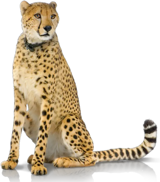 Cheetah Png Hd Image With No Transparent Background Transparent Cheetah Cheetah Png