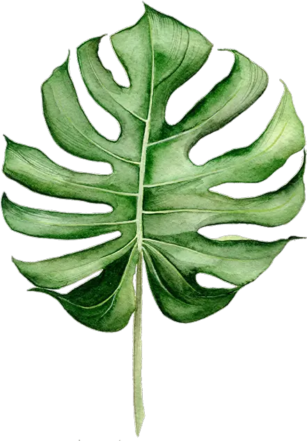 Tropical Leaves J A N E G H Png Leaf