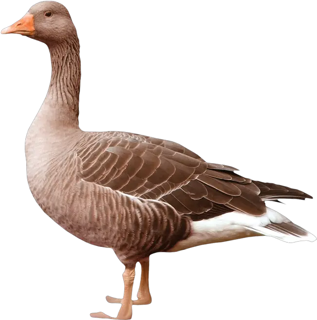 Goose Png Transparent