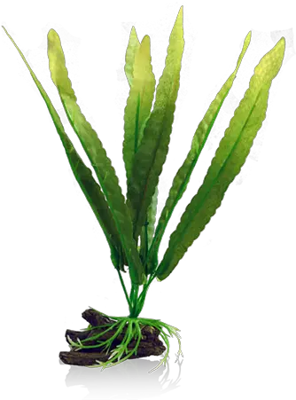 Bettacare Betta Plant Java Fern Java Fern Aquarium Plastic Java Fern Plant Png Fern Png