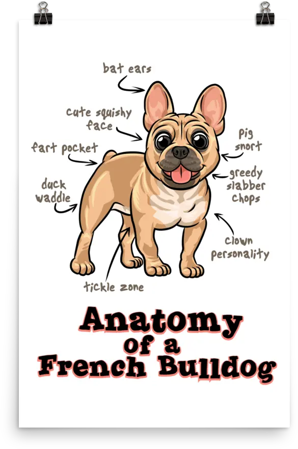 Download Anatomy Of A French Bulldog Anatomy Of A French Bulldog Png Bulldog Transparent Background