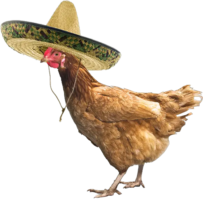 Just A Chicken Wearing Sombrero Imgur Chicken With A Hat Png Sombrero Transparent