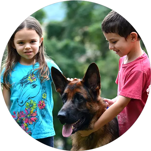 German Shepherd Breeder Based In Maryland With Programs Boy Png German Shepard Puppy Icon