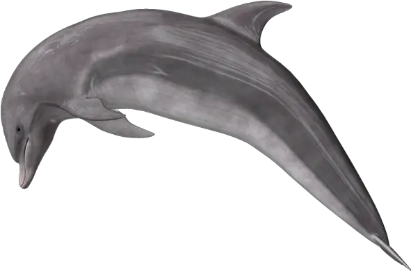 Dolphin Freepngtransparentbackgroundimagesfreedownload Dolphin Transparent Free Png Dolphin Transparent Background