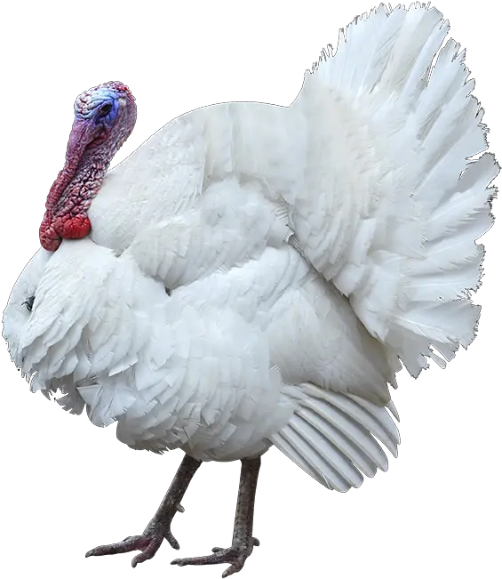 Wow White Turkey Png K Png