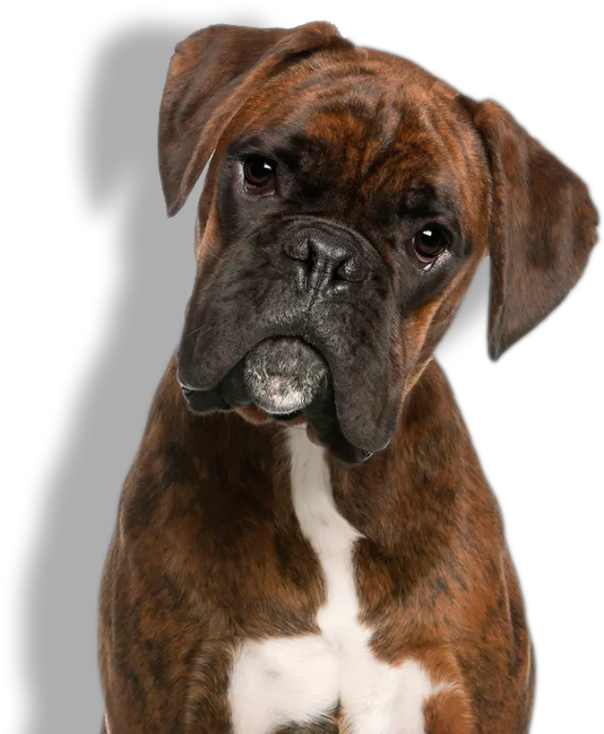 Boxer Get Your Dogs Here Png Dog Icon