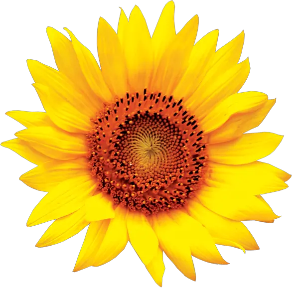 Sun Flower Png Transparent Background Sunflower Clipart Sunflower Logo