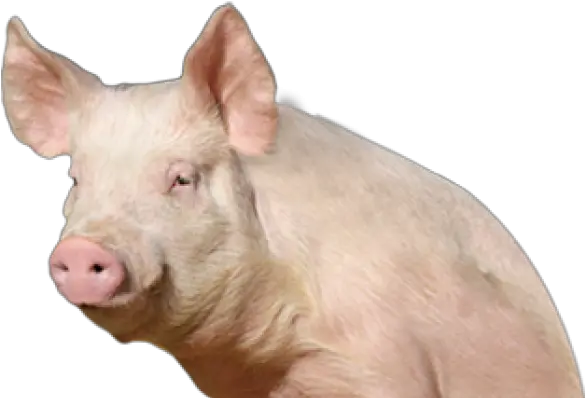 Png Transparent Images 21 Pig