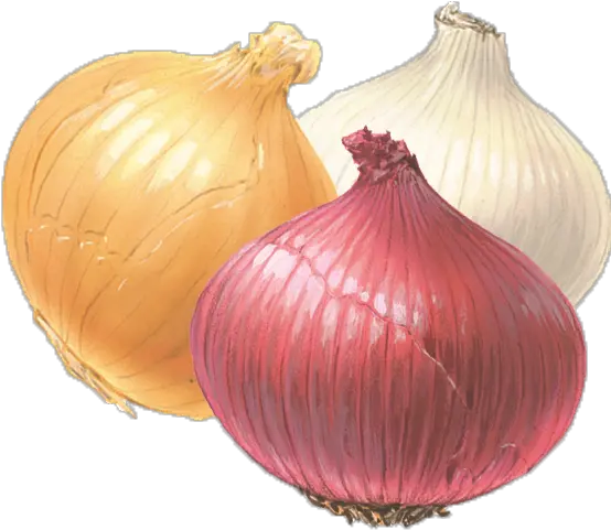 Onion Png Clipart Onion White And Red Onion Transparent Background