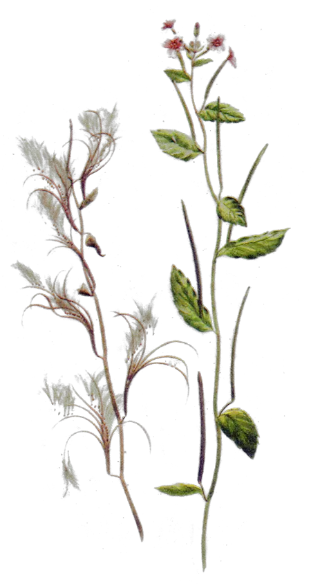 Maria Treben Herbs Epilobium Parviflorum Png Herb Png