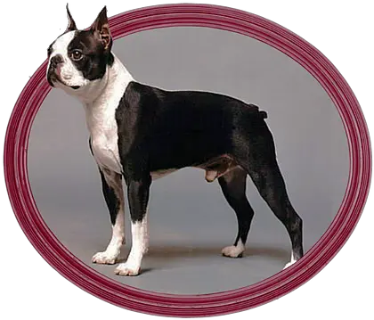 Ch Capone Selectabull Regd El Bos Rudy Is A Dandy Png Boston Terrier Png