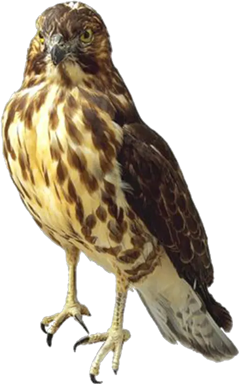 Hawk Png Image Red Tailed Hawk Transparent Hawk Png