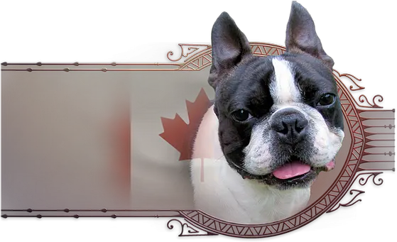 Ch Boston Terrier Png Boston Terrier Png