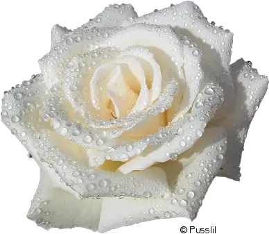 33 White Roses Png No Background White Rose Transparent Background