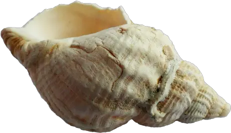 Sea Shell Png Transparent Image Sea Shell Png Sea Shells Png