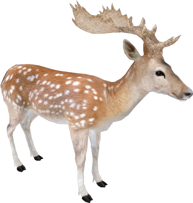 Fallow Deer Transparent Png Image Fallow Deer Png Deer Transparent