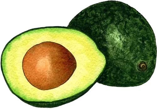 Avocado Png In High Resolution Avocado Avocado Transparent Background