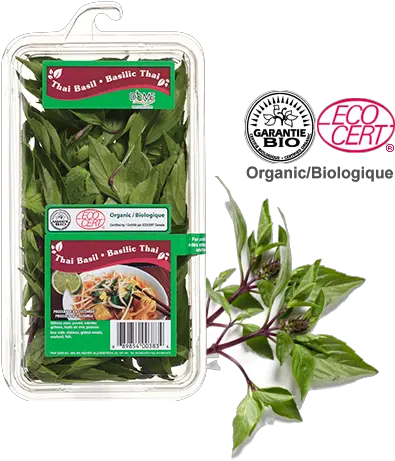 Download Water Spinach Full Size Png Image Pngkit Eco Cert Spinach Png