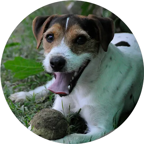 Redding Anderson Cottonwood Dog Companion Dog Png Gabe The Dog Png