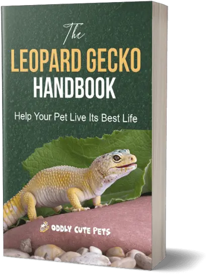 Leopard Gecko Handbook Agamid Lizards Png Leopard Gecko Png
