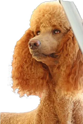 Poodle History Mysite Png Icon