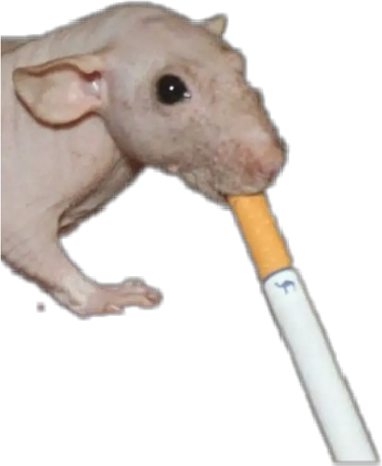 Cigarette Mouse Rat Smoking Grunge Idontknow Punk Cance Rat Png Rat Transparent