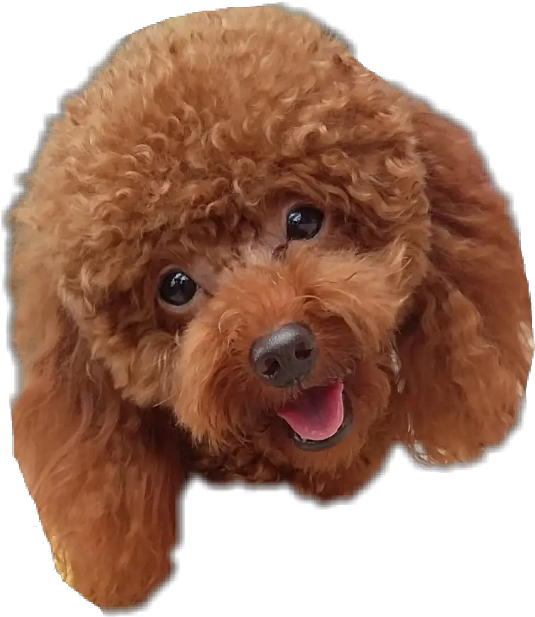 Poodle Transparent Png