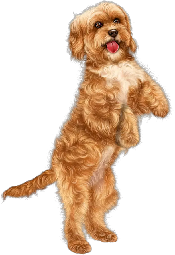 Pin Em Pieski Labradoodle On Hind Legs Png Psy Png