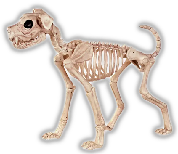 Animal Skeleton Transparent U0026 Png Clipar 1716143 Png Transparent Dog Skeleton Png Skeleton Transparent Background