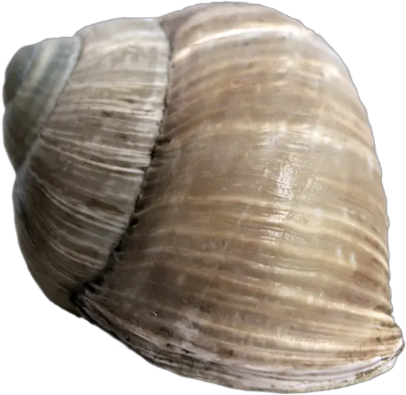 Snail Shell Png 2 Image Snail Shell Transparent Background Snail Transparent