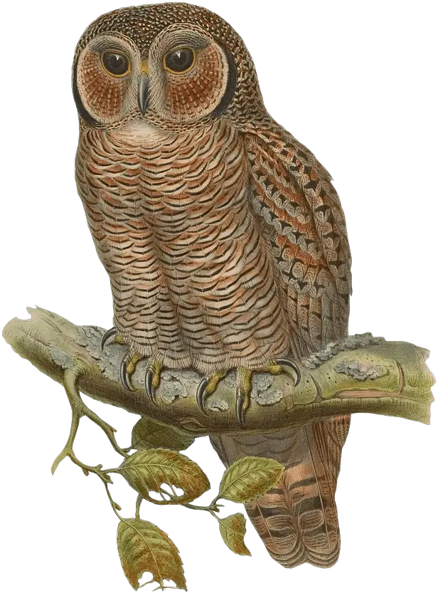 Snowy Owl Bird Eurasian Eagle Forest Owl Png Owl Transparent