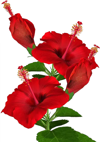 Hibiscus Plant Png Red Hibiscus Flower Png Hibiscus Flower Png