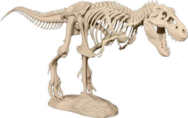 Help Revolutionize Classroom Learning And Research With 3 D Skeleton T Rex 3d Png Dinosaur Skull Png