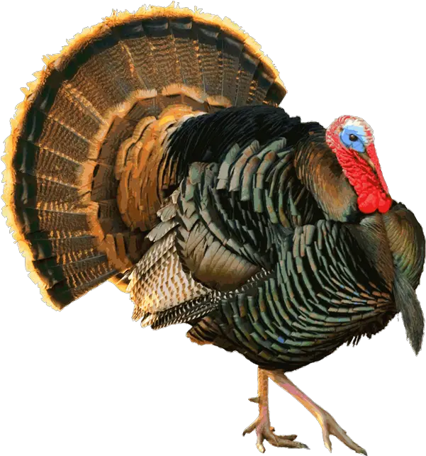 Turkey Images Transparent Png Clipart Wild Turkey Clipart Turkey Clipart Png