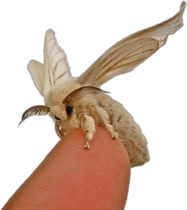 Download Silkworm Moth Silkworm Moth Png Moth Png