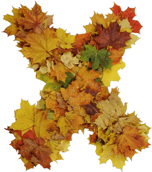 Buy Autumn Font To Get Ready For Design Season Change Maple Leaf Png Fall Leave Png