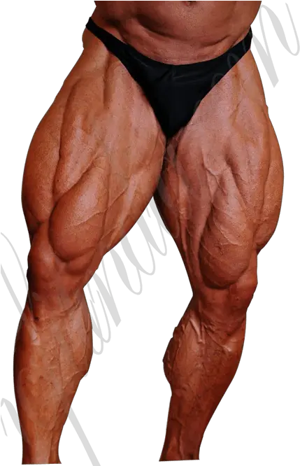 Muscle Anatomy Muscle Legs Png Legs Png