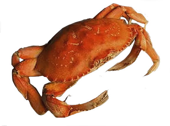 Crab Png Transparent Background Sand Crab Transparent Crab Transparent Background