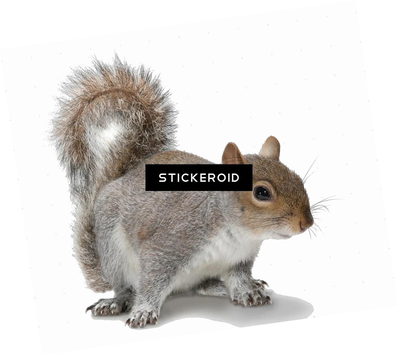 Download Squirrel Grey Squirrel White Background Full Squirrel Transparent Background Png Squirrel Transparent Background